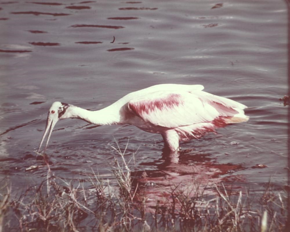 A roseate spoonbill wading in water looking for food