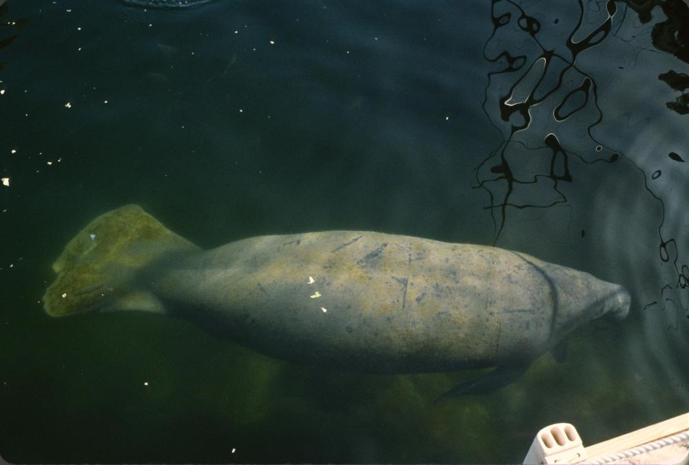 Manatee swimming in the water