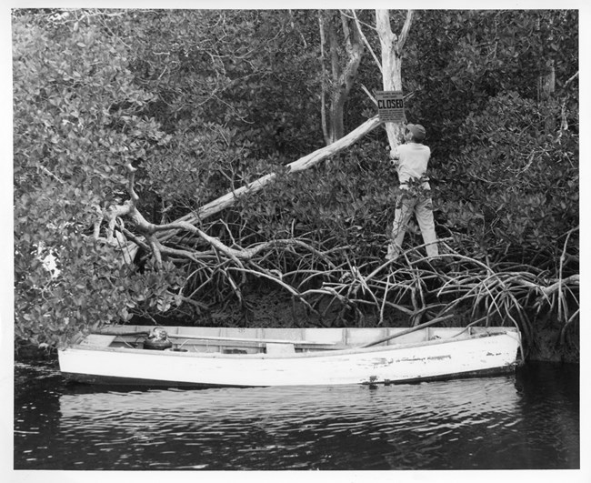 Grant_DanielBeard_EVER17119 Man standing on mangrove roots posting sign with a rowboat in foreground.