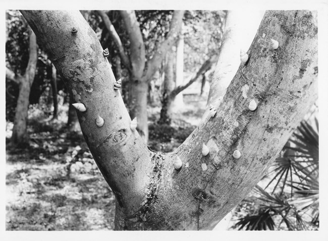 Grant_TreeSnail_EVER17211 Liguus tree snails attached to a gumbo limbo tree