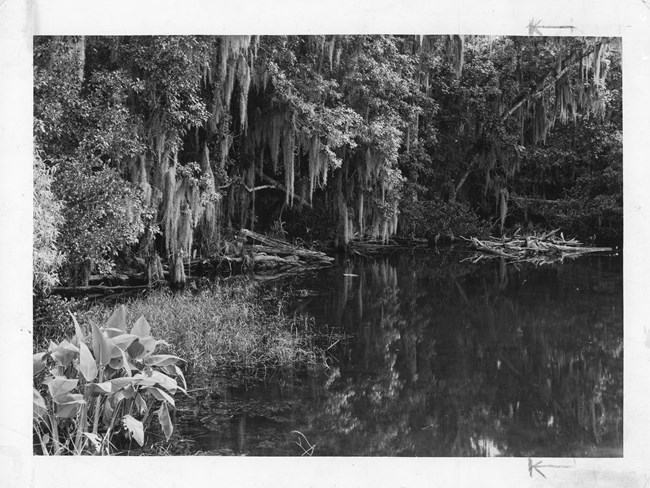 Grant_Trees_EVER17213 Water scene with large cypress trees in the background