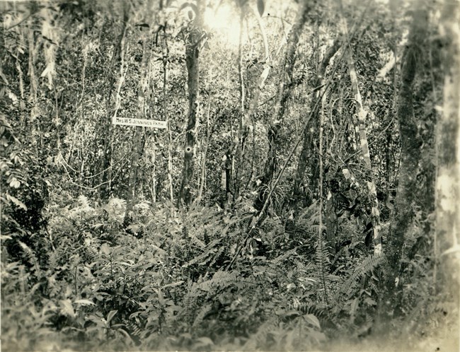 Native vegetation in Royal Palm State Park