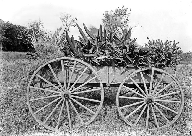 Wagon load of orchids