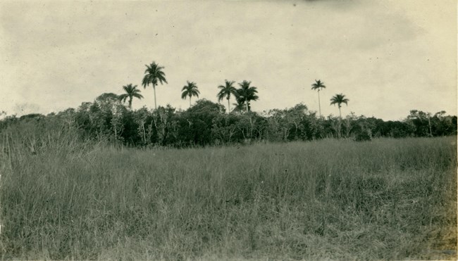 View of Paradise Key showing royal palms