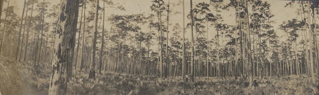 View of Southern Slash Pine forests