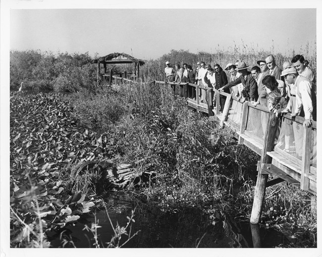 A park ranger points at an alligator while surrounded by visitors at Anhinga Trail