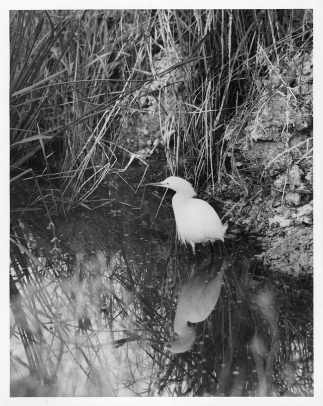 Rowe_Bird_EVER12094 A snowy egret showing off breeding plumage nearby water