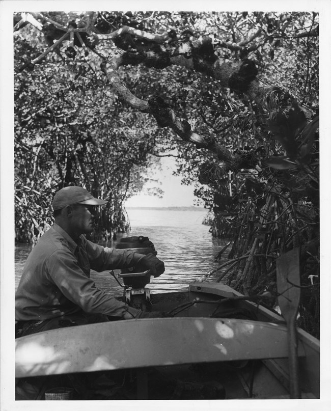 Rowe_Mangroves2_EVER12077 A person maneuvering a boat through a mangrove tunnel