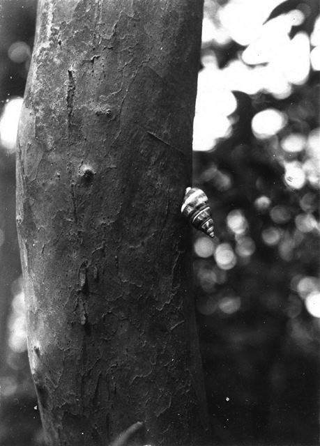 Tree snail attached to a tree