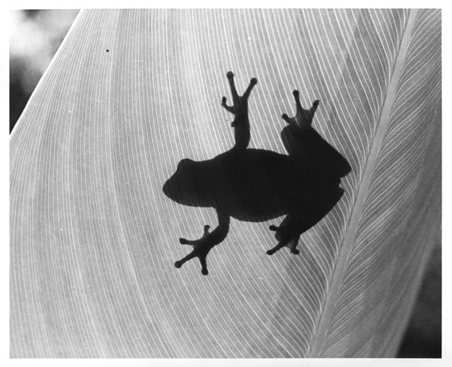 Williams_Frog_EVER17478 A silhouette of a Fire Frog or alligator leaf frog photographed from the opposite side of a leaf