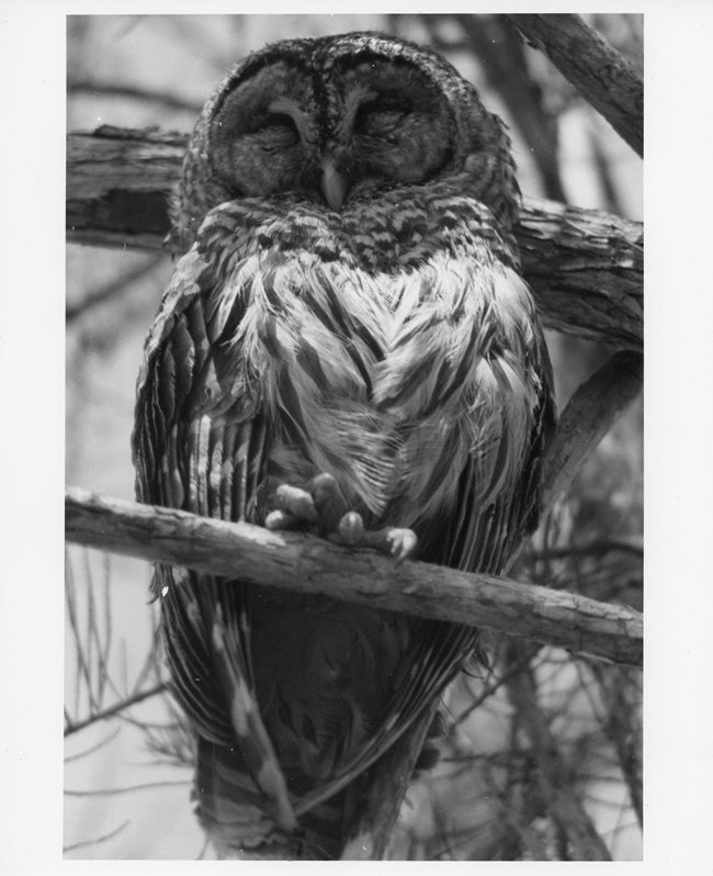 A Barred owl perched on a tree