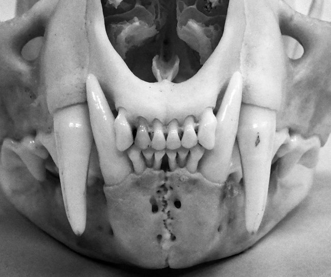 Close-up of a bobcat skull from a comparative collection