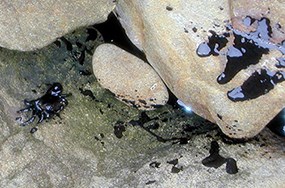 small crab on rocks, covered in black oil