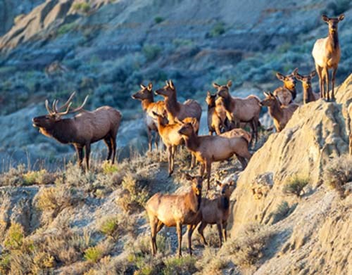 Elk at Theodore Roosevelt National Park