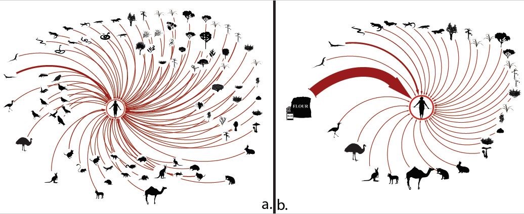 A graphical representation of Martu-centered food chain. Panel (a) on the left represents every taxon Martu ate before they were removed to missions and cattle stations. The line widths represent the relative weight of each taxon in the diet. Taxa are org