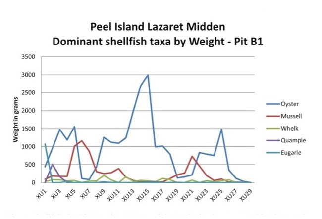 Peel Island Lazaret Midden dominant shellfish taxa by weight - Pit B1
