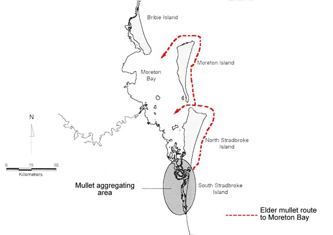 Figure 2. Sea mullet migration and Dandrabin-Gorenpul Law in Quandamooka