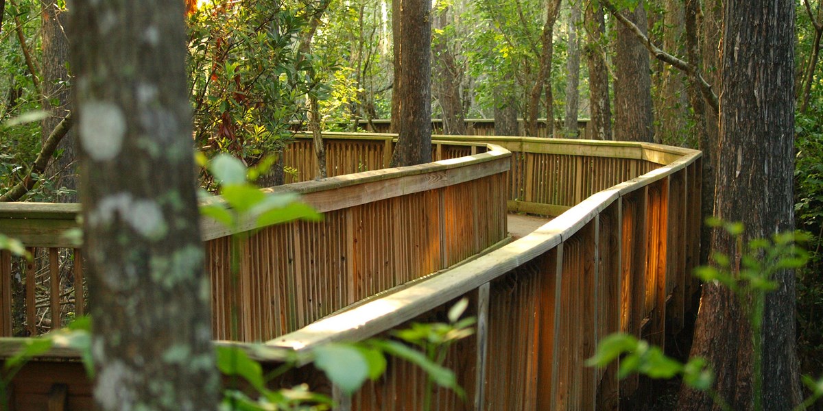 Wooden boardwalk through a grove of trees