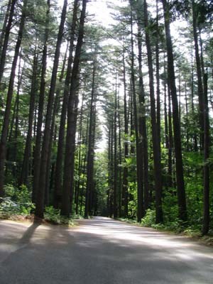 The Mohawk Trail, a site listed in this itinerary, accommodates the changing world while still serving its visitors as a scenic path and highway across the Northeast. Photo courtesy of Ann E. Chapman