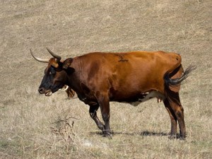 Corriente Cattle