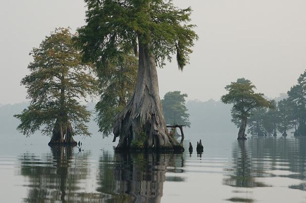 map of great dismal swamp