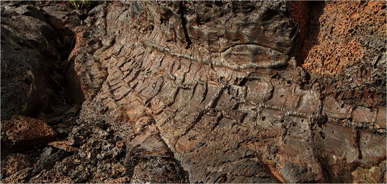 photo of lava rock with the imprint of tree bark.