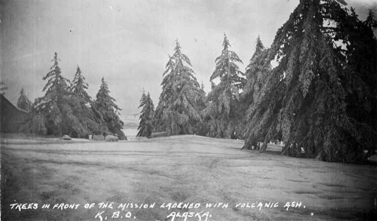 Trees near Kodiak, Alaska covered in ash from the 1912 eruption of Novarupta-Katmai, Katmai National Park and Preserve.