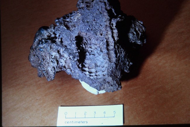 volcanic rock with impressions of corn on the cob