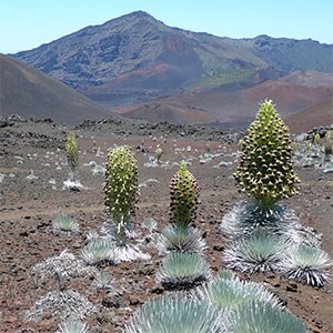 photo of cactus plants growing on rough volcanic ground with peaks in the distance