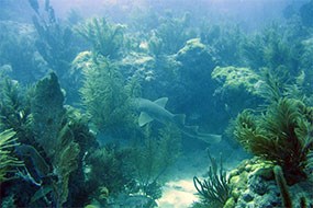 Shark on coral reef Shark on coral reef