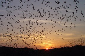 Brazilian free-tailed bats exit Carlsbad Cavern Brazilian free-tailed bats exit Carlsbad Cavern