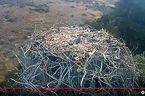 Screen shot of bald eagle cam Screen shot of bald eagle cam