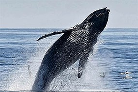 Channel Islands Whale jumping out of the water Channel Islands Whale jumping out of the water