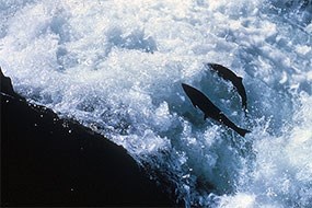 Coho salmon leap over the Salmon Cascades along the Sol Duc River en route to spawn Coho salmon leap over the Salmon Cascades along the Sol Duc River en route to spawn