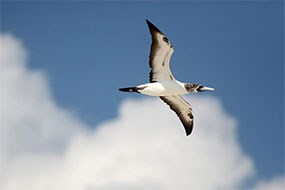 A Masked Booby soars in the skies above Hospital Key in Dry Tortugas National Park A Masked Booby soars in the skies above Hospital Key in Dry Tortugas National Park