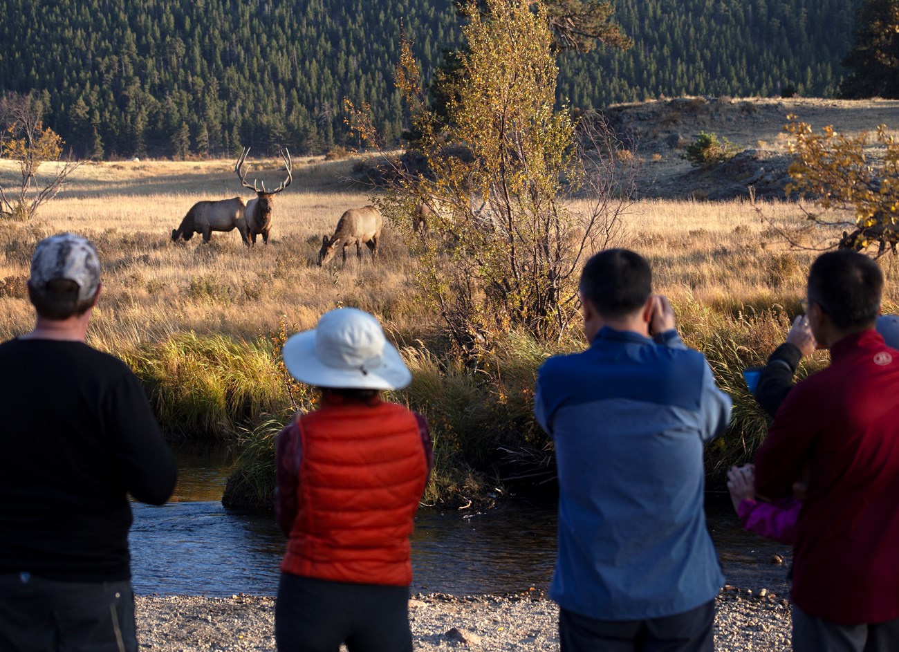 visitors look at two elk from a distance