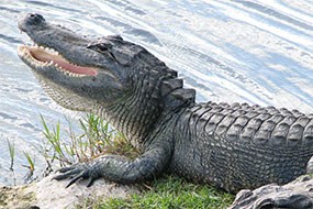 Alligator enjoying the sun's rays. Alligator enjoying the sun's rays.