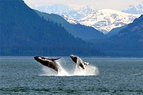 Two humpbacks leap out of the water Two humpbacks leap out of the water