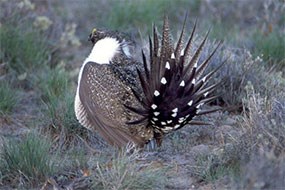 sage grouse sage grouse
