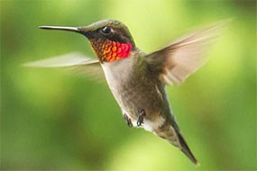 Ruby-throated Hummingbird Ruby-throated Hummingbird
