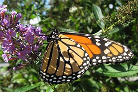 Monarch butterfly on purple flower Monarch butterfly on purple flower