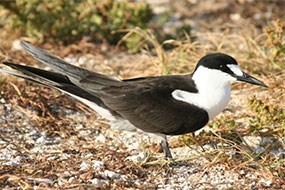 Sooty tern a black and white bird Sooty tern a black and white bird