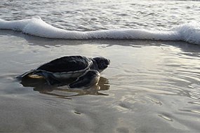 Sea turtle hatchling Sea turtle hatchling