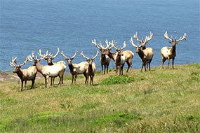 Bull Tule Elk Bull Tule Elk