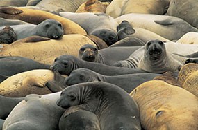 Elephant Seals Elephant Seals
