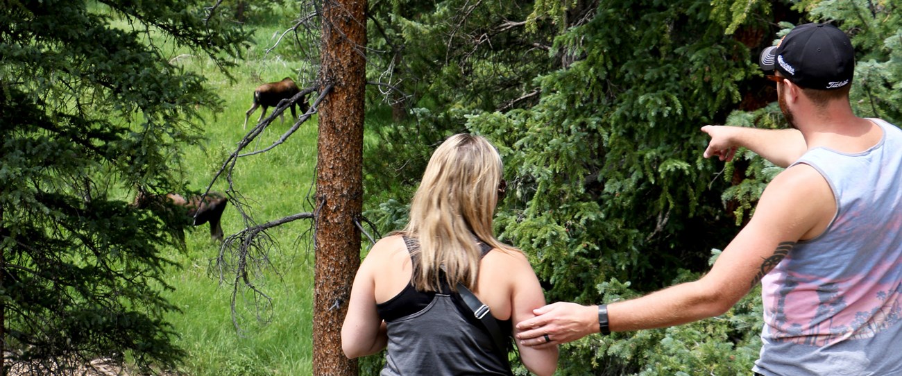 A man points to a pair of moose behind trees while pulling a woman closer to get a look