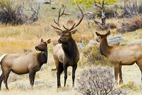 Bull elk with two cows Bull elk with two cows