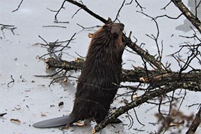 Beaver chewing trees Beaver chewing trees