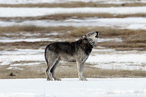 Wolf standing in the snow Wolf standing in the snow
