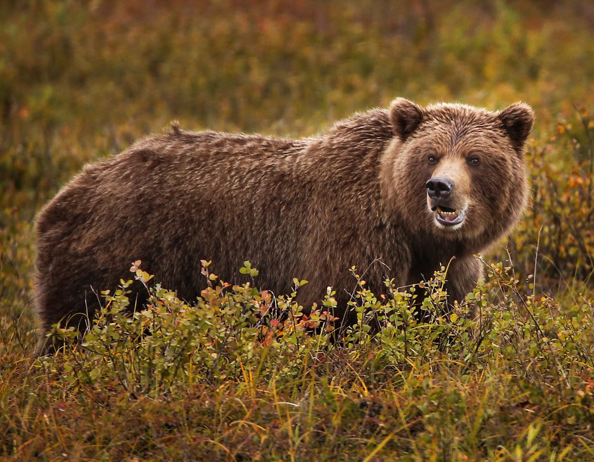A grizzly bear eats berries